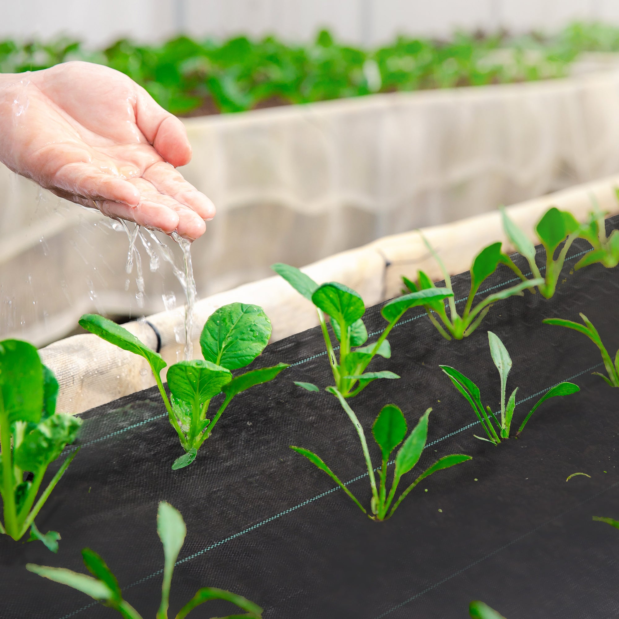 3ft x 300ft Weed Barrier, Landscape Fabric, for Greenhouse Yard Garden Weed Control, Heavy-Duty & Easy Setup, 3.5oz